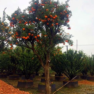 各种橘子树移植苗批发 沙糖桔树 砂糖橘树假植苗 福建果树基地